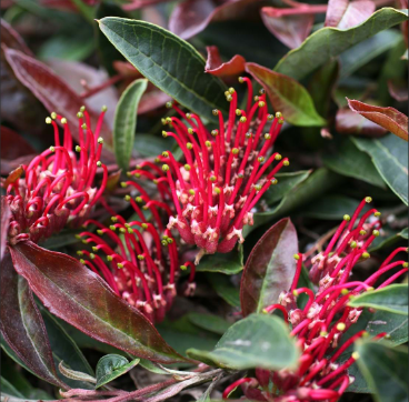 Grevillea Crimson Carpet