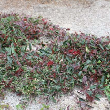Grevillea Crimson Carpet