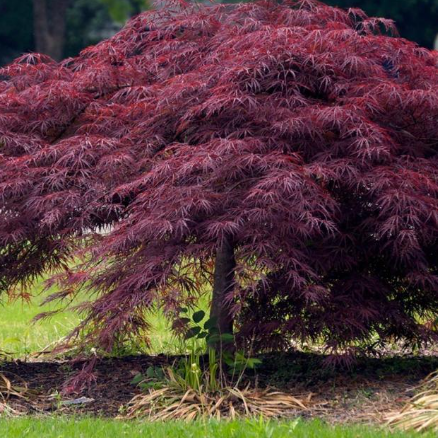 Acer palmatum dissectum Crimson Queen