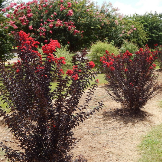Lagerstroemia Diamonds in the Dark Crimson Red Crepe Myrtle