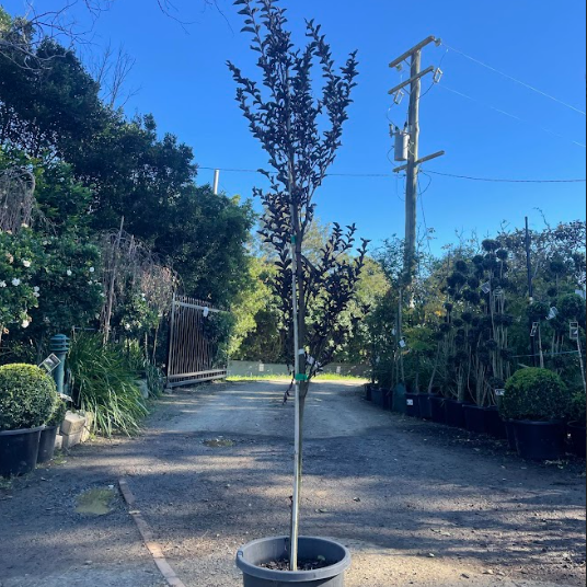 Lagerstroemia Diamonds in the Dark Crimson Red Crepe Myrtle