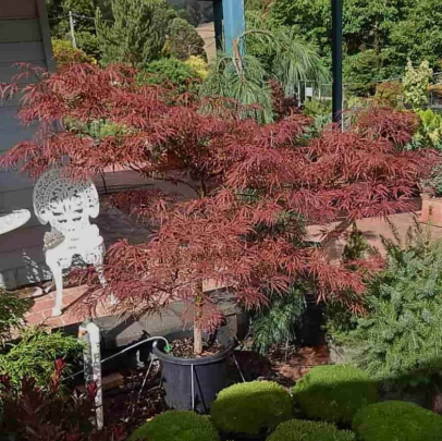 Acer palmatum dissectum Crimsonwave