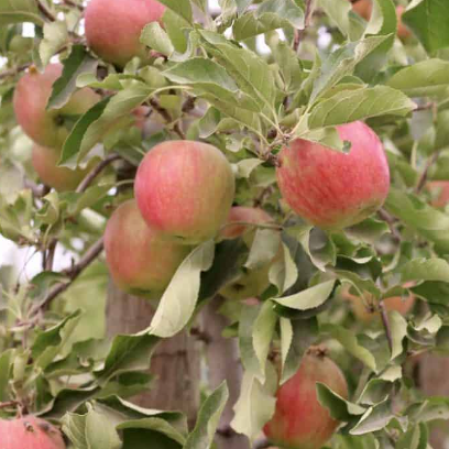 Malus domestica Cripps Pink Apple