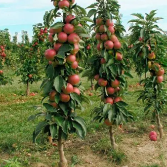 Malus domestica Cumulus Columnar Apple