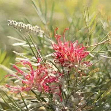 Grevillea hybrida Cupids Dream