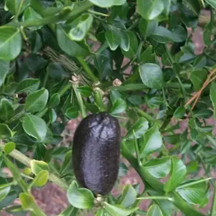 Citrus australasica D’ Emerald Finger Lime