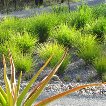 Lomandra longifolia PBR Dalliance