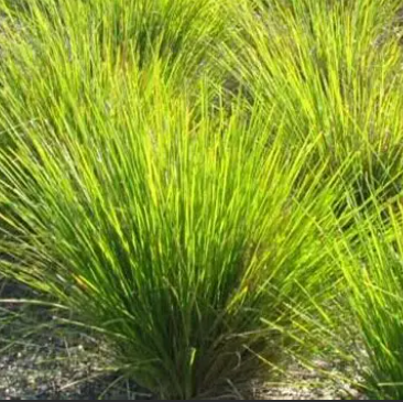 Lomandra longifolia PBR Dalliance