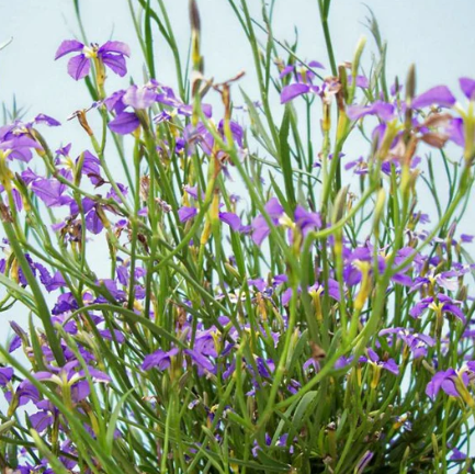 Dampiera trigona