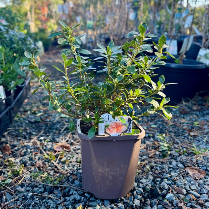 Azalea indica Dancer