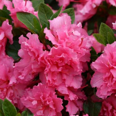 Azalea indica Dancer