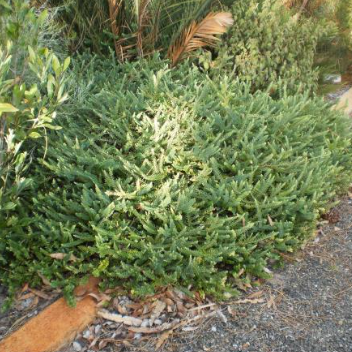 Darwinia citriodora Prostrate
