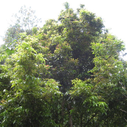 Davidsonia johnsonii Smooth Davidsons Plum