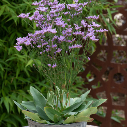 Limonium gmelinii Dazzle Rocks