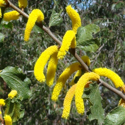 Acacia denticulosa