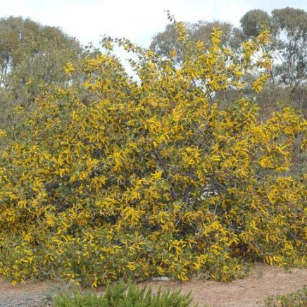 Acacia denticulosa