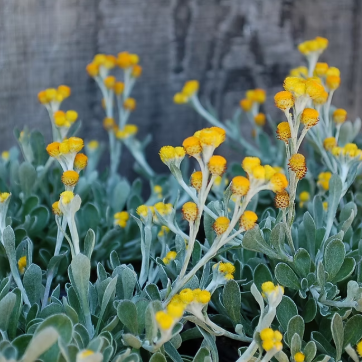 Chrysocephalum apiculatum Desert Flame
