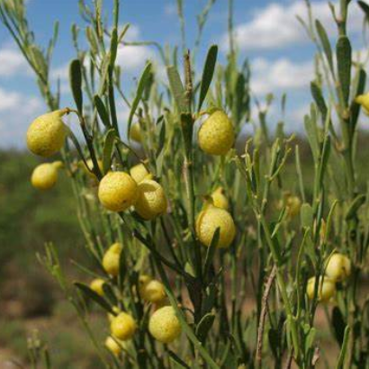 Citrus glauca Desert Lime Bush Tucker