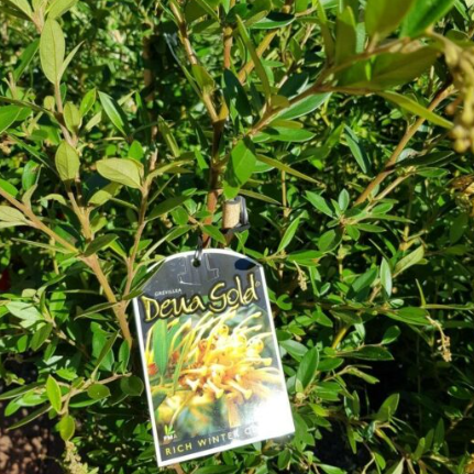 Grevillea rhyolitica Deua Gold