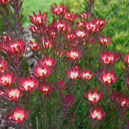 Leucadendron salignum Devils Blush