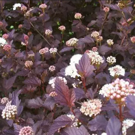 Physocarpus opulifolius Monlo Diabolo™ PBR