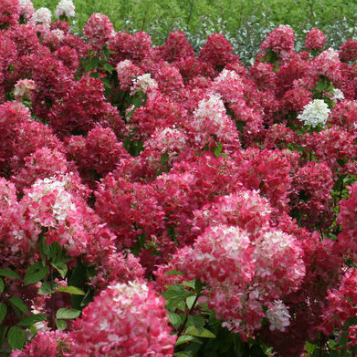 Hydrangea paniculata Diamond Rouge