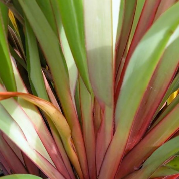Dianella tasmanica Cherry Red