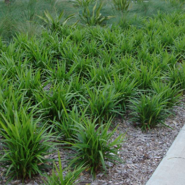 Dianella caerulea Little Jess'™