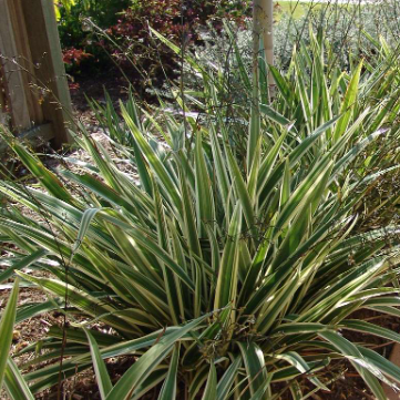 Dianella Silver Streak