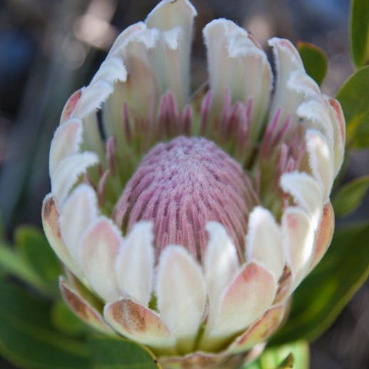Protea compacta hybrid Donna