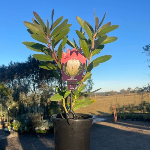 Protea compacta hybrid Donna