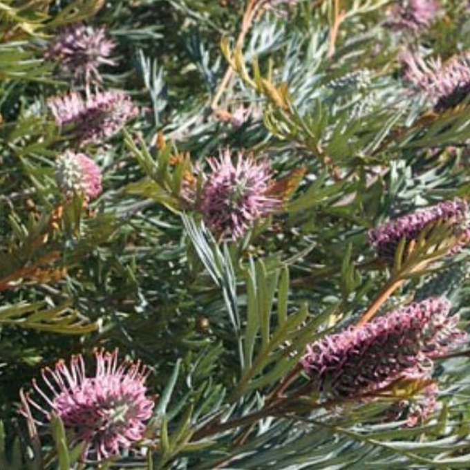 Grevillea Dorothy Gordon