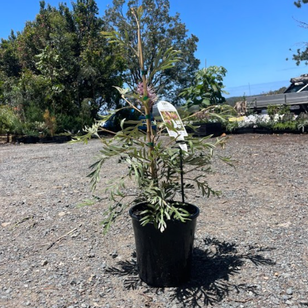 Grevillea Dorothy Gordon