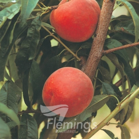 Prunus persica Double Jewel Peach