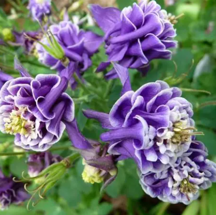 Aquilegia vulgaris Double Pleat Blackberry