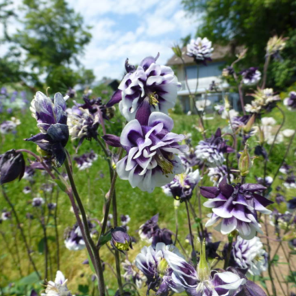 Aquilegia vulgaris Double Pleat Blackberry