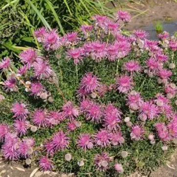 Isopogon cuneatus x buxifolius Pink Drumsticks