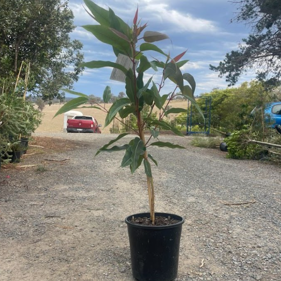 Corymbia ficifolia Dwarf Orange Grafted