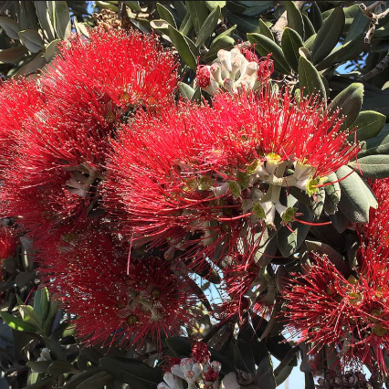 Metrosideros excelsa Dwarf Mini Xmas