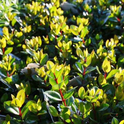 Metrosideros excelsa Dwarf Mini Xmas