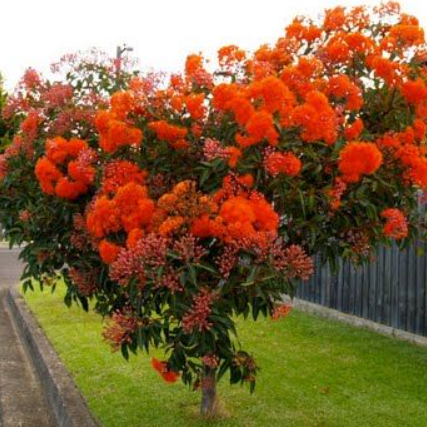 Corymbia ficifolia Dwarf Orange Grafted
