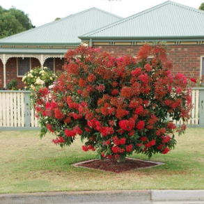 Corymbia ficifolia Dwarf Red Grafted