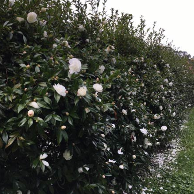 Camellia sasanqua Early Pearly