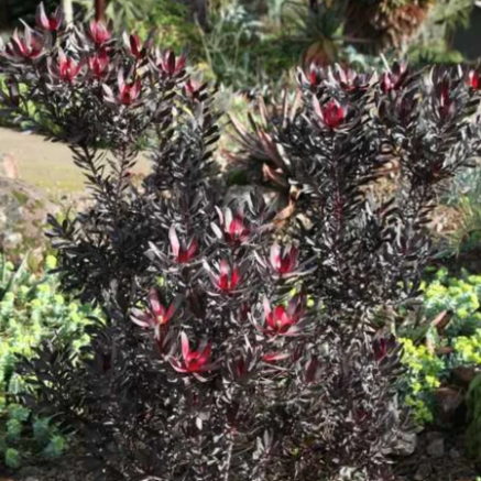 Leucadendron laureolum x salignum Ebony