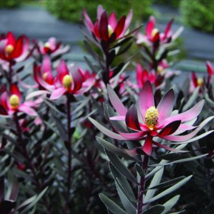 Leucadendron laureolum x salignum Ebony