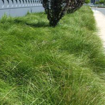 Lomandra confertifolia Echidna Grass