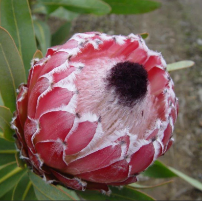Protea pudens Eclipse