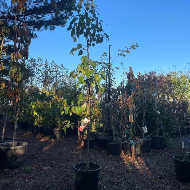 Pyrus calleryana x P. betulifolia Edgedell Pear