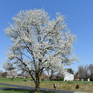 Pyrus calleryana x P. betulifolia Edgedell Pear