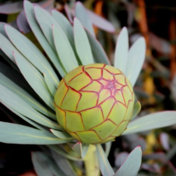 Protea Effusa